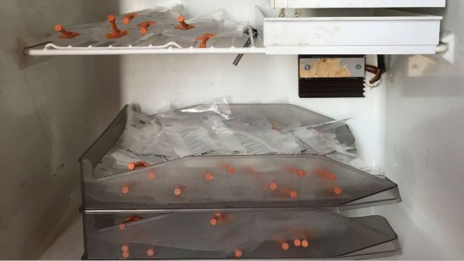 Photo 1. Placement of the doses in trays arranged one on top of the other in order to avoid inappropriate sedimentation of the spermatozoa and to facilitate periodic movement for homogenization.