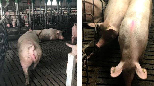 Photo 1. Moving sows at 35 days of gestation.