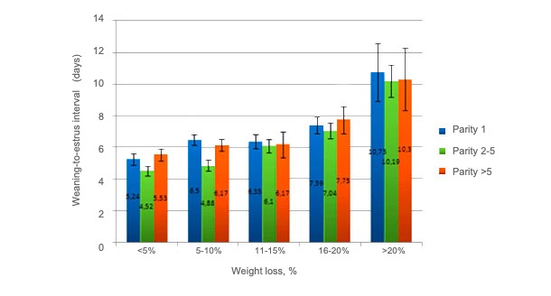 Figure 2. Sow weight loss according to parity. Thaker, M.Y.C., Bilkei, G. (2005).
