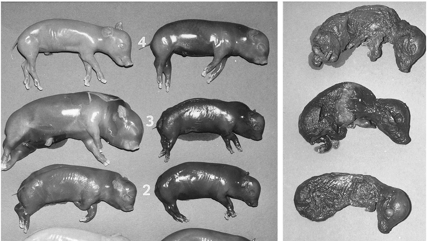 Author: W. L. Mengeling
