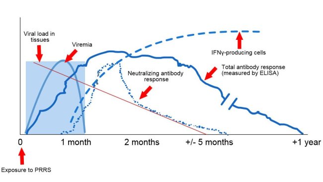 Schematic of viral and antibody detection post exposure to PRRS: The following graph shows changes in concentration (Y-axis) over time (X-axis) of different analytes used in assays. After exposure to PRRS virus you will find virus in the blood of pigs (viremia) which often last anywhere between 2 to 4 weeks depending on the age and immune status of the pig. Seroconversion (antibody detection) usually occurs between 7 to 10 days post exposure and last for several months before becoming seronegative. Neutralizing antibodies appear between 4 to 6 weeks post exposure (López and Osorio, 2004).