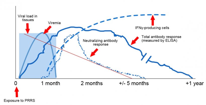 Schematic of viral and antibody detection post exposure to PRRS: The following graph shows changes in concentration (Y-axis) over time (X-axis) of different analytes used in assays.  After exposure to PRRS virus you will find virus in the blood of pigs (viremia) which often last anywhere between 2 to 4 weeks depending on the age and immune status of the pig.  Seroconversion (antibody detection) usually occurs between 7 to 10 days post exposure and last for several months before becoming seronegative. Neutralizing antibodies appear between 4 to 6 weeks post exposure (López and Osorio, 2004).