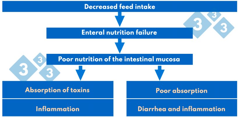 Chart&nbsp;3. Pathogenesis of post-weaning syndrome
