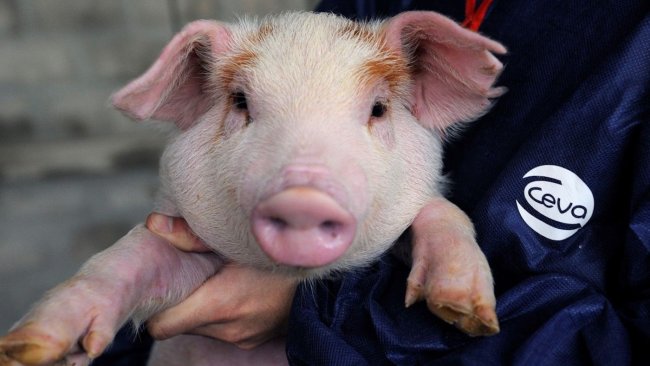 The Ceva webinar will explore ways of protecting piglets like this one from oedema disease following the withdrawal of zinc oxide.