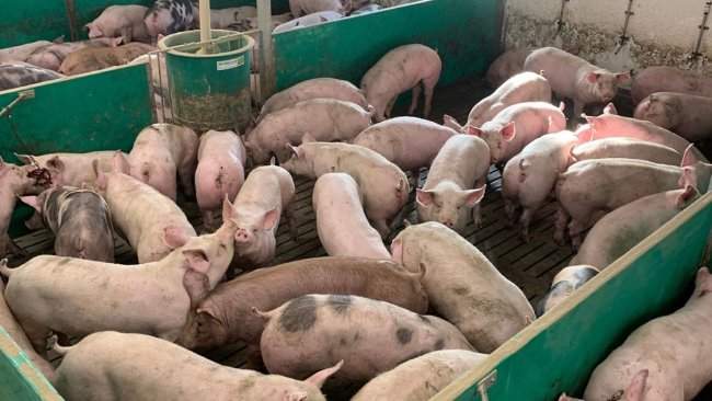 Pigs nearing slaughter weight produce a great deal of heat and can test ventilation systems, says Tim Miller, of ARM Buildings.