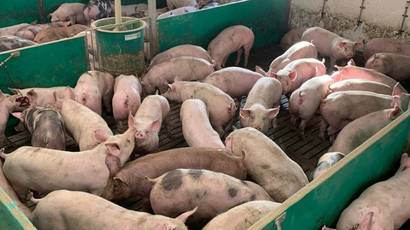 Pigs nearing slaughter weight produce a great deal of heat and can test ventilation systems, says Tim Miller, of ARM Buildings.
