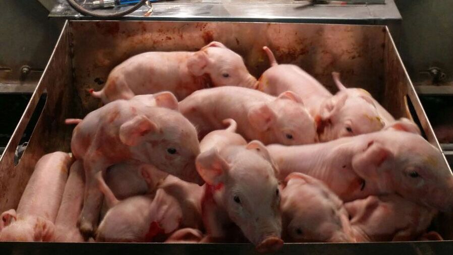 Litter of 16 piglets from a hyperprolific sow.
