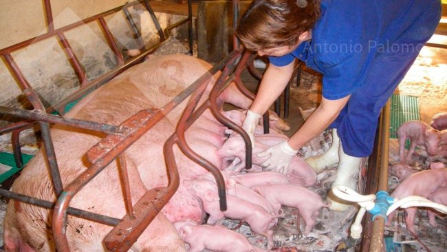 Photo 1. Proper colostrum intake in piglets born recently (Palomo, A).