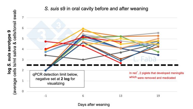 Figure 2. S. suis s9 in oral cavity before and after weaning. S. suis serotype 9 load (average tonsillar and saliva swab) changes after weaning for 15 piglets from 3 different litters (allocated as different sow origin 3/pen at weaning).