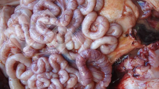 Photo 2. Photo of some slightly corrugated small intestines (due to intestinal wall thickening) suggesting mild to moderately chronic and uncomplicated ileitis. If the intestines we cut open, the thickening and corrugation would become more evident.