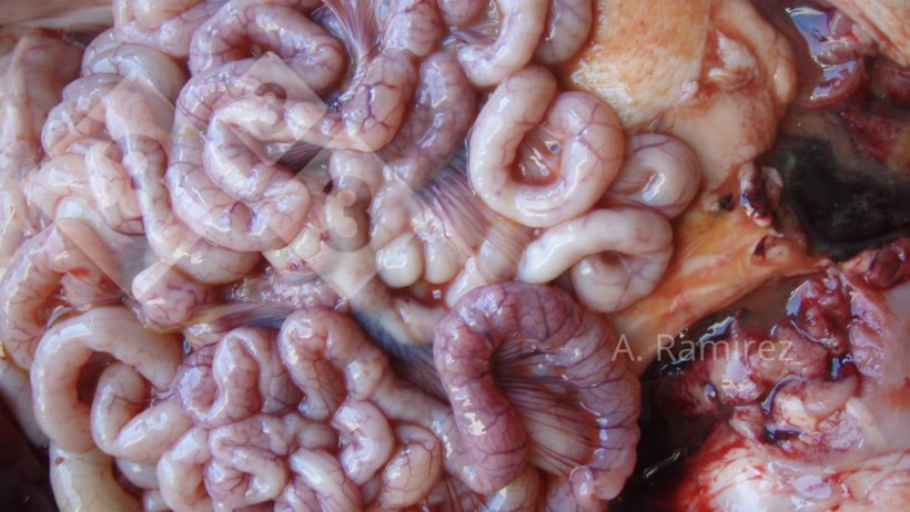 Photo 2. Photo of some slightly corrugated small intestines (due to intestinal wall thickening) suggesting mild to moderately chronic and uncomplicated ileitis. &nbsp;If the intestines we cut open,&nbsp;the thickening and&nbsp;corrugation would become more evident.
