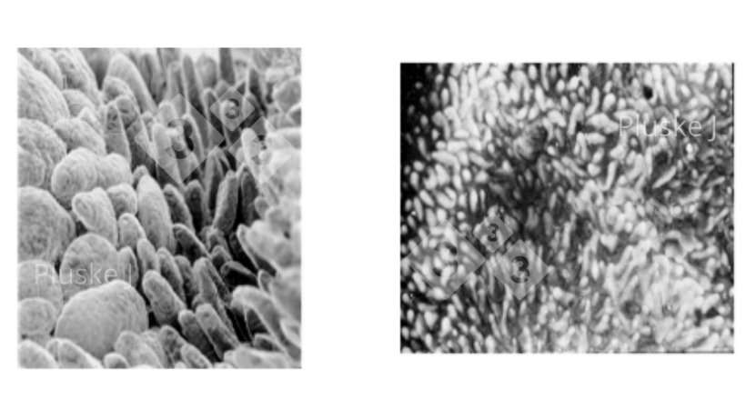 Figure 1. The change in the structure of the small intestinal five days after weaning (right hand side) compared to a piglet before weaning (left hand side) (from Pluske, 1995).
