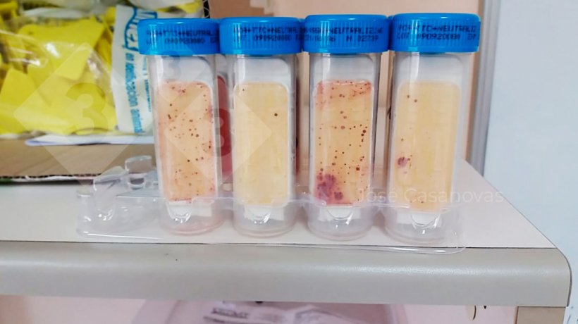 Figure&nbsp;6. Contact slides&nbsp;used to monitor hygiene after washing and disinfection in farrowing, weaning, and transport rooms. Photo courtesy of Jose Casanovas.
