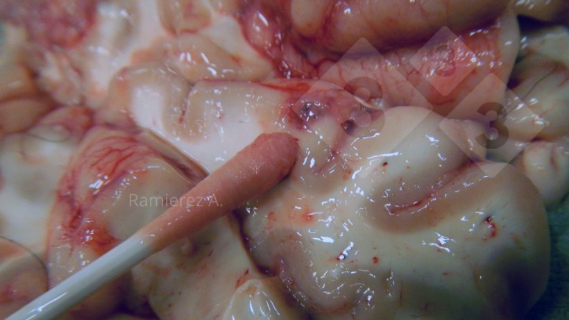 Figure 3.&nbsp;Taking a brain swab from the ventral surface of the brain.
