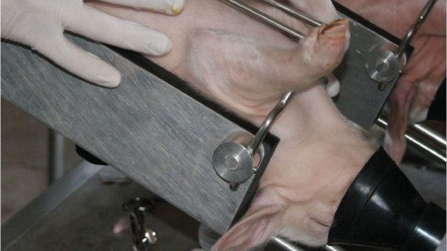 Fig. 1. Piglet castration under isoflurane anaesthesia.