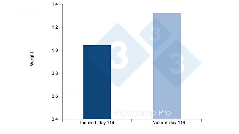 Figure&nbsp;4: Birthweight differences between piglets from induced (day 114) versus natural (day 116) farrowings in hyperprolific sows.&nbsp;(Are sows asking for the Pig334? 1/2).
