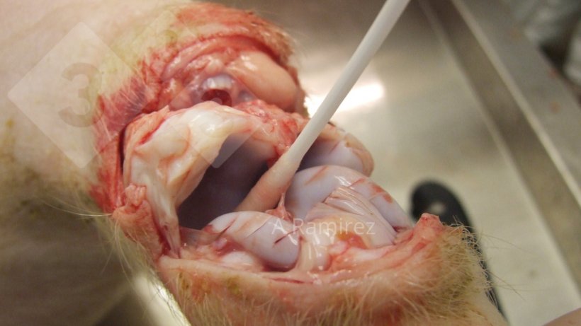 Figure 2. Joint swab of joint from chronically affected pig.
