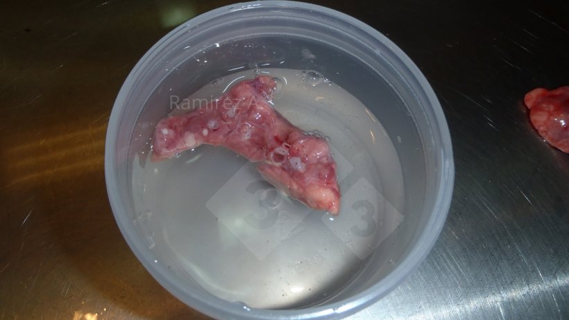 Figure 2. Good lung tissue sample for histopathology demonstrating presence&nbsp;of airways (white round circles) on cross section.
