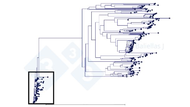 Figure 1: Phylogenetic tree with the history of ORF5 sequences detected in a region over 4 years.
