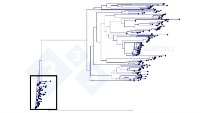 Figure 1: Phylogenetic tree with the history of ORF5 sequences detected in a region over 4 years.