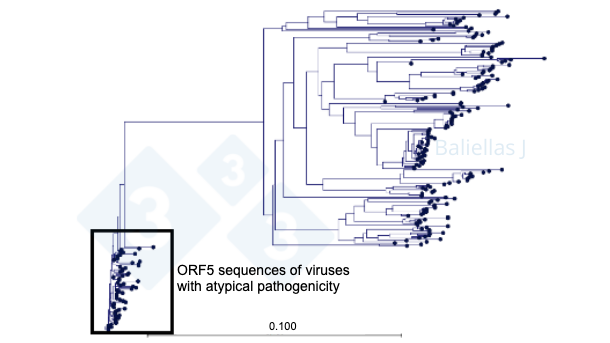 Figure 1: Phylogenetic tree with the history of ORF5 sequences detected in a region over 4 years.
