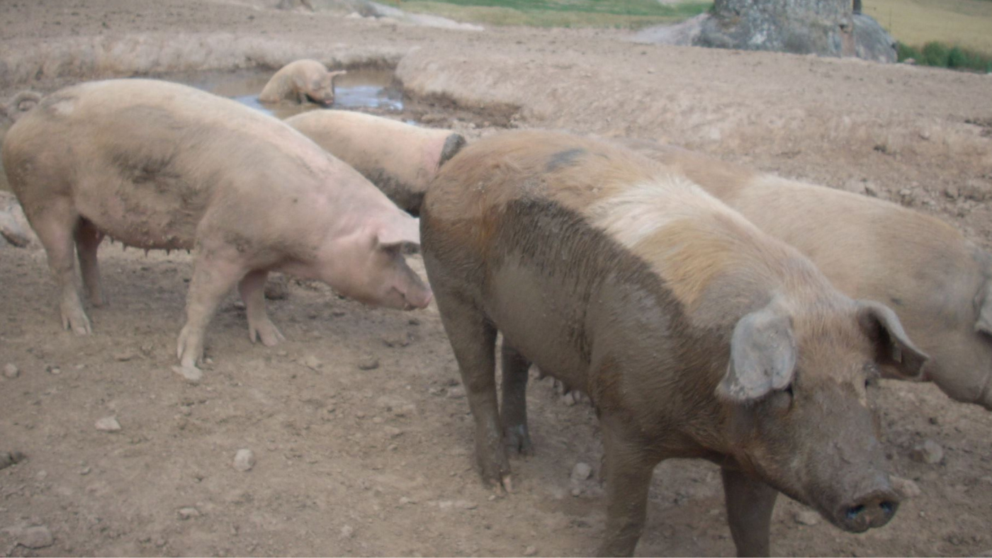 ASF reaches Bhutan for the first time - Swine news - pig333, pig to ...