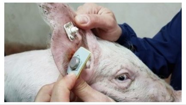 Figure 4. Sensor for continuous temperature logging (Requejo et al. 2018).