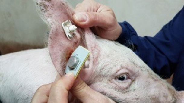 Figure 4. Sensor for continuous temperature logging (Requejo et al. 2018).