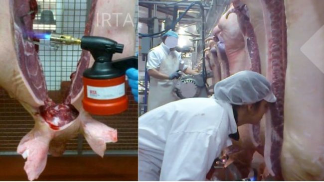 Figure 1: On-line evaluation of the carcass and at-line evaluation of the fat using the human nose.