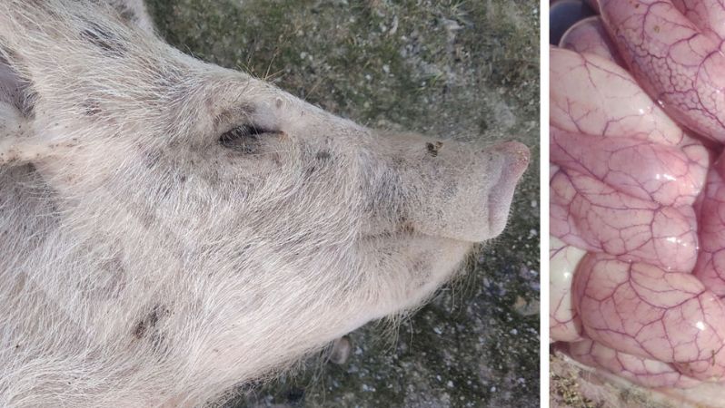 Photo 3 and 4: Appearance of a piglet and intestine affected by Colibacillosis.
