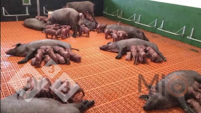 Figure 2. An example of group lactation pens where both sows and piglets can mix and interact. Source: mio1989.com