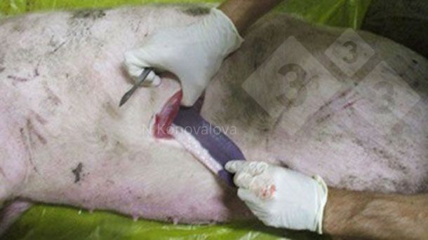 Photo 1. Taking samples in case of suspected ASF. Photo courtesy of Dr. Nadezhda Konovalova.
