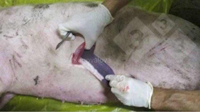 Photo 1. Taking samples in case of suspected ASF. Photo courtesy of Dr. Nadezhda Konovalova.