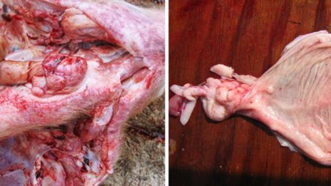 Photo 1. Necropsy of affected finisher pig, note haemorrhages in the pharyngeal lymph nodes and bladder.
