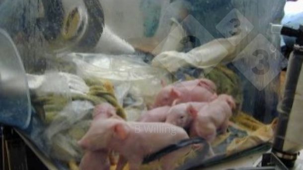 Figure 1. Derivation of germ free pigs.
