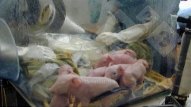 Figure 1. Derivation of germ free pigs.