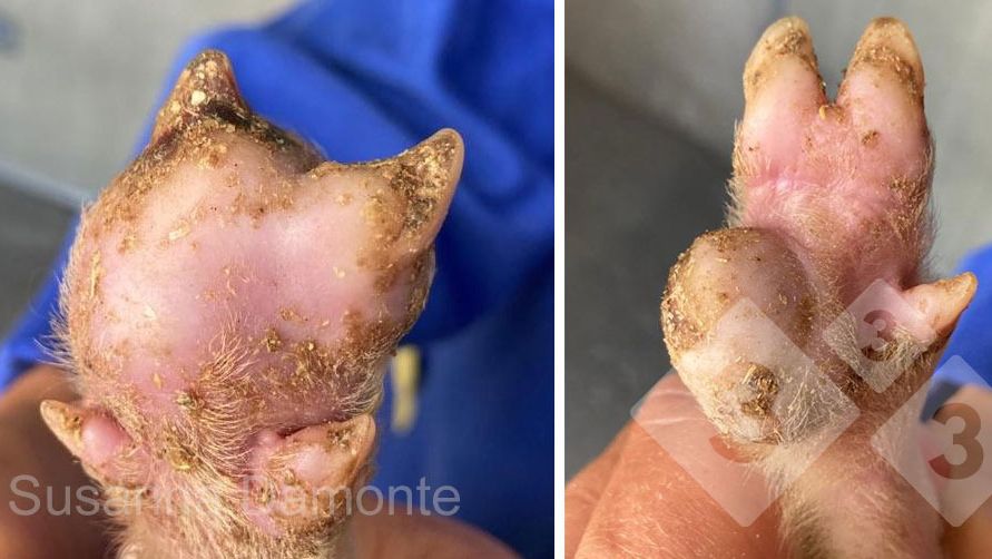 Figure&nbsp;2. Lesion on sole of 15-day old piglet.
