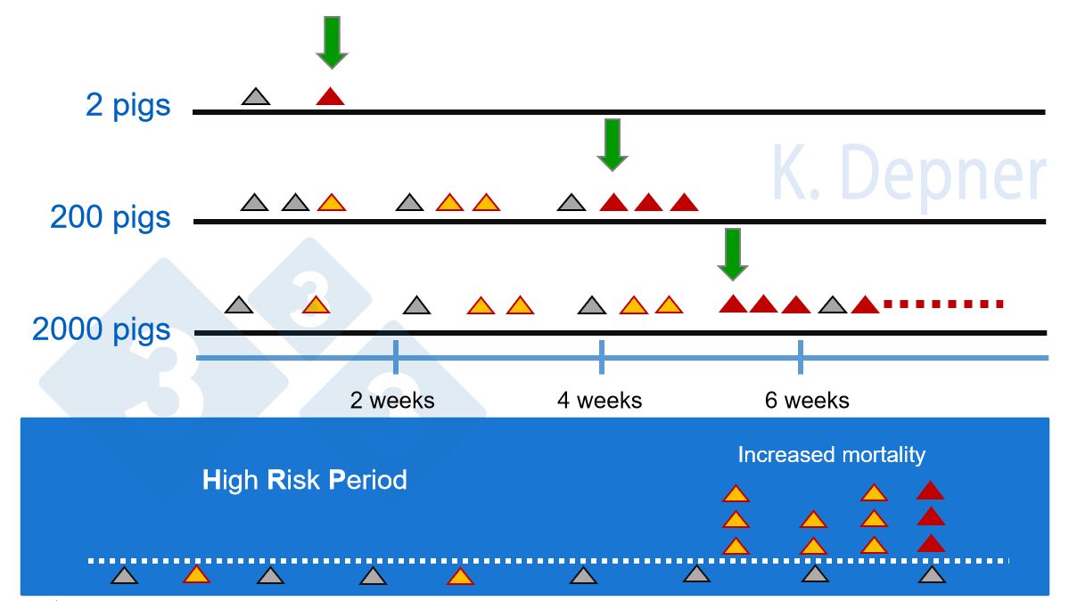 Figure 1. High risk period &amp; farm size​. Smaller holdings are generally in favor for early detection of ASF due to their small number of animals. On large farms, the first animals to become ill and die from ASF may be missed.
