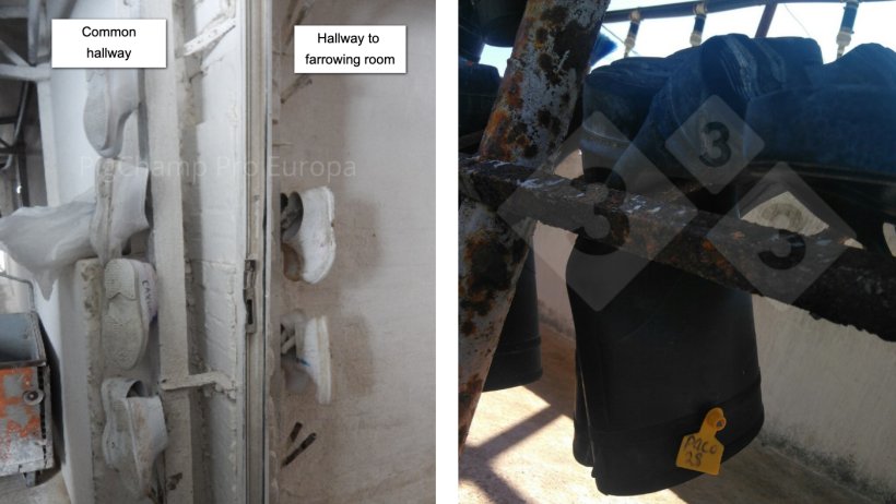 Figure 3 (left).&nbsp;Footwear changing area between the hallway and farrowing room. Figure 4&nbsp;(right). Marking footwear using colored ear tags.
