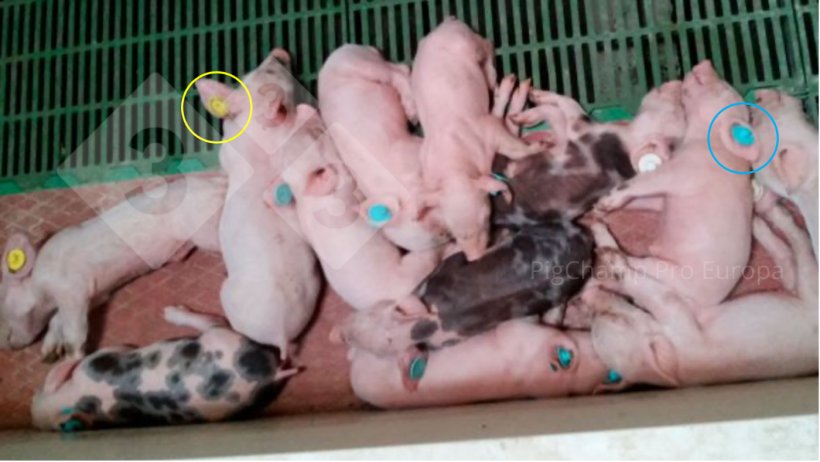 Figure 5. Piglets with distinctly colored ear tags. The result of&nbsp;not complying with AIAO.
