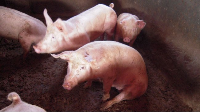 Australia's new plan to combat feral pigs - Swine news - pig333, pig to ...