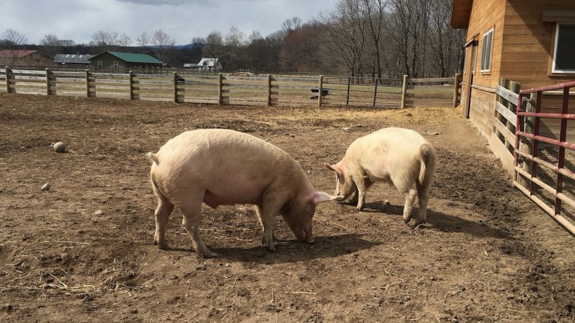 Figure 2. A small holder, outdoor pig farm.
