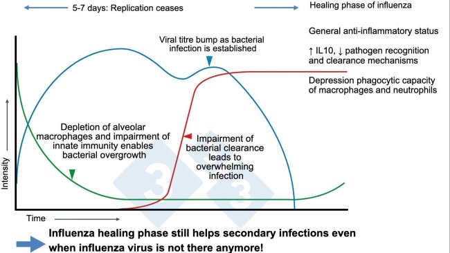 Figure 1. Modified from McCullers, 2014.