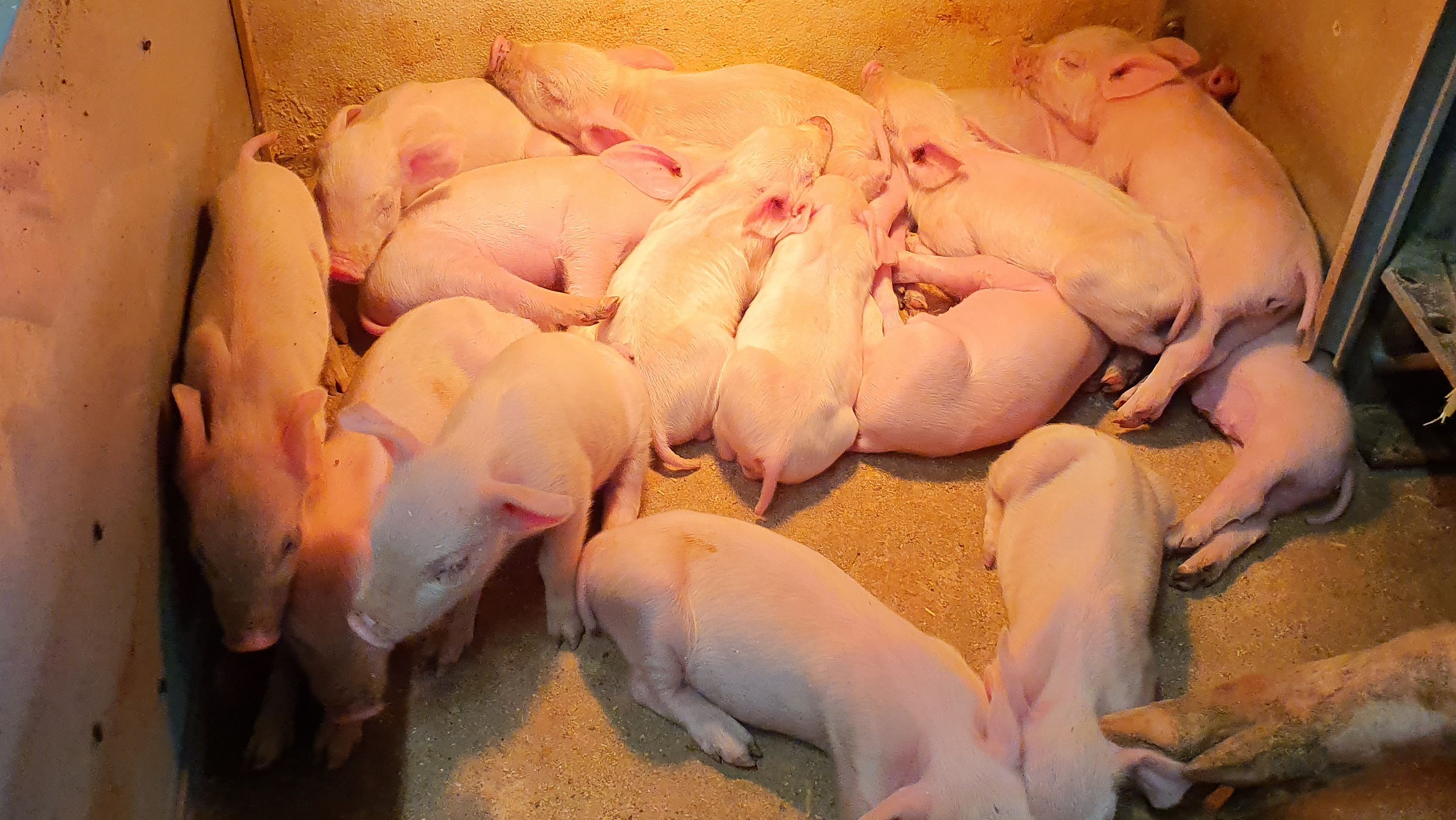 France proposes bonus for castrated pigs Swine news pig333