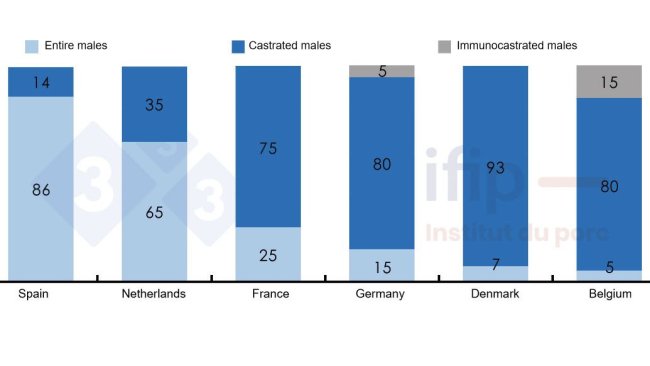 Breakdown of pig slaughter according to entire, castrated, or immunocastrated male pigs.