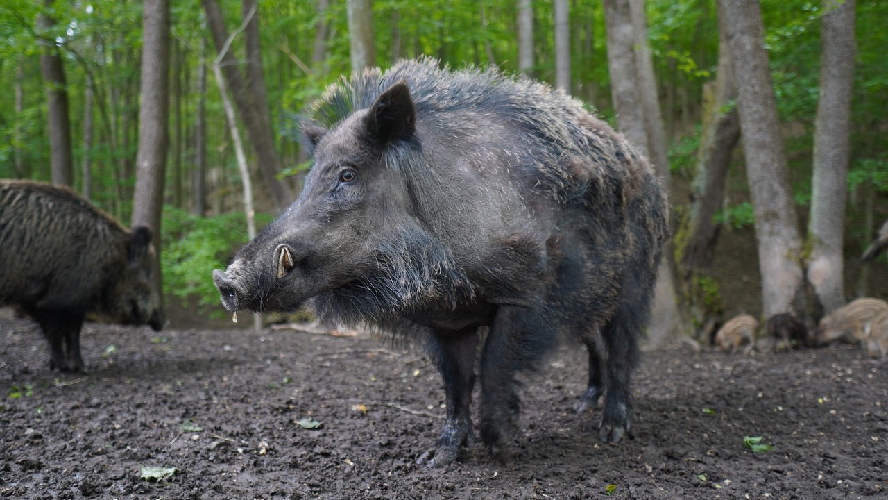 south-korea-asf-found-in-wild-boar-further-south-swine-news-pig333