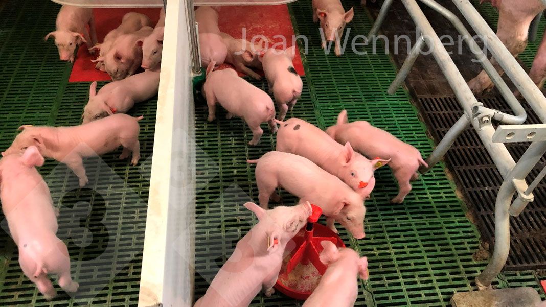 Figure&nbsp;2. During the first days, providing creep feed starting day 4-5 has the function of stimulating the piglet's curiosity towards the feed, hence the guideline of very little quantity, as many times per day as possible.
