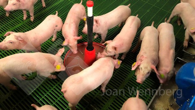 Figure 2. Encouraging water consumption at weaning is as important as feed consumption. The main source of water in the farrowing room is milk, so it is important to help the piglets to find and consume clean water as soon as possible.
