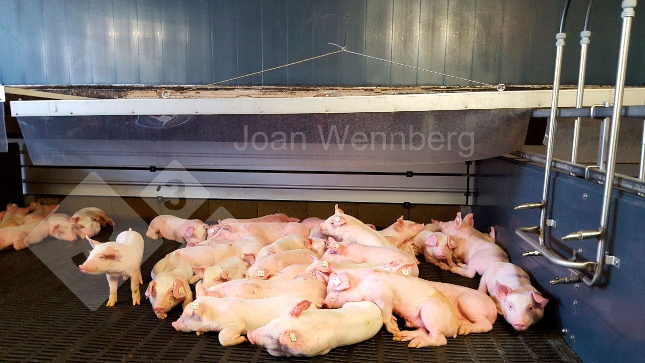 Photo&nbsp;1. Cold piglets.
