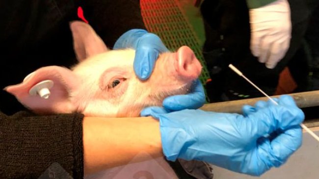 Picture 1: Piglet sampled by nasal swab (left). Nasal swab in virus protective medium (right).